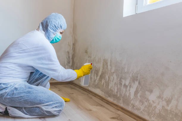 Licensed Mold Remediation service in Thornton, IL - WQB Mold Removal